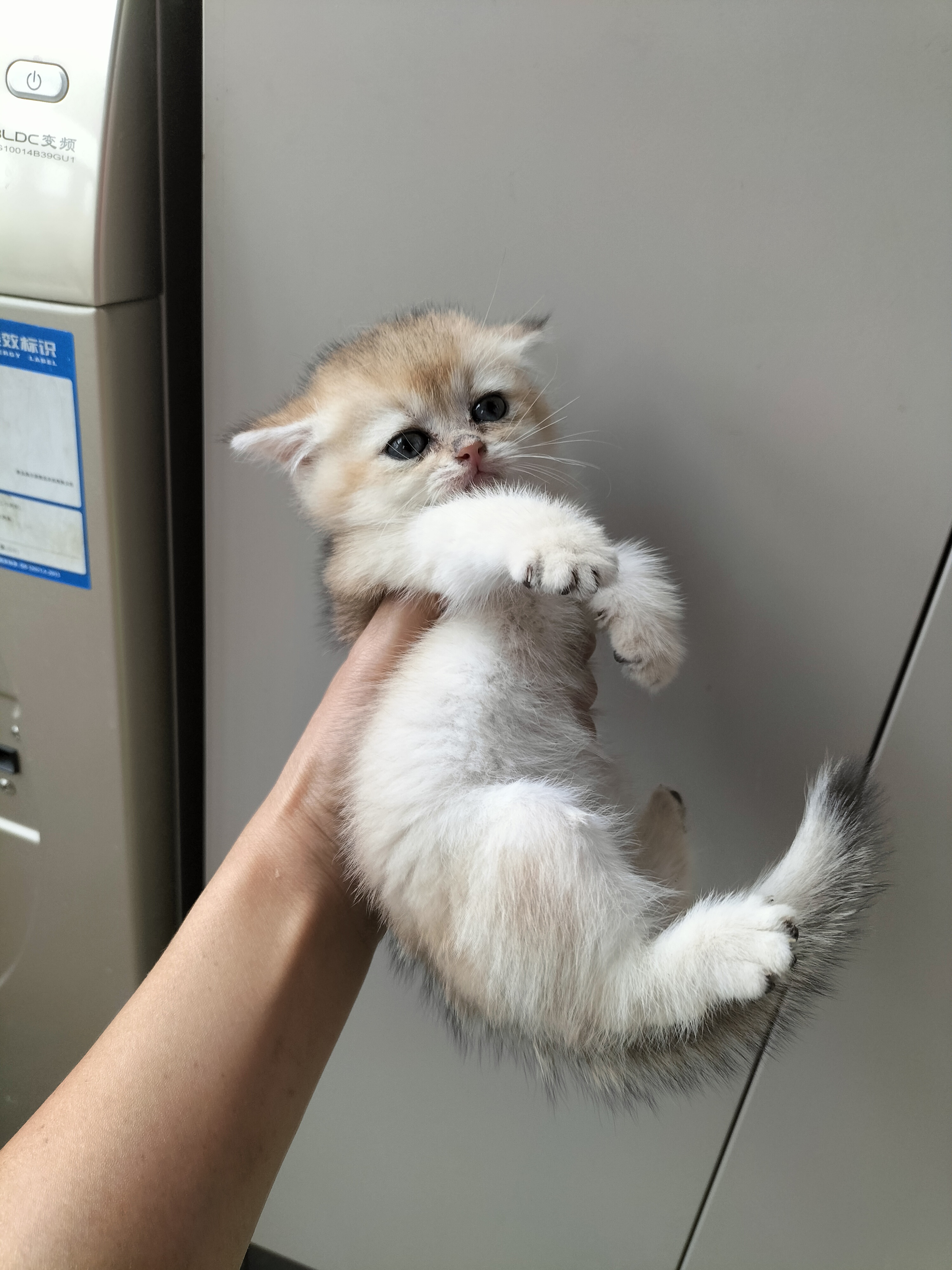 英国短毛猫